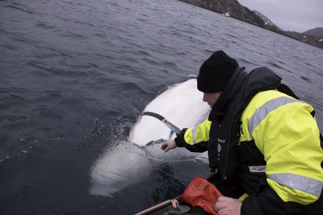"Norveç'te bulunan beyaz balina Rus casusu olabilir"